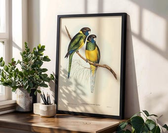 Vintage Sittich Vogel Druck | Naturkundliche Illustration, viktorianisches Ornithologie Poster