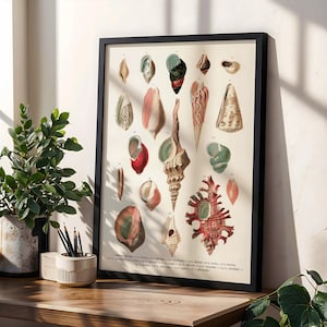 Puede incluir: Una impresión vintage enmarcada con ilustraciones detalladas de varias conchas marinas en tonos beige, rosa, verde y rojo. La impresión está en un marco negro y descansa sobre una superficie de madera, con una planta en maceta y lápices cerca.