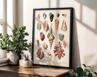 Vintage Seashell Illustration Poster Print | Antique Ocean Coastal Wall Art