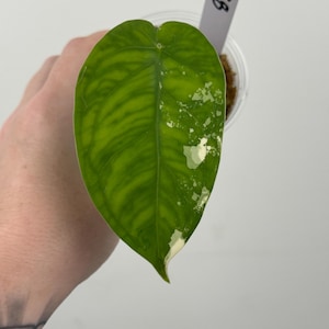 May include: A single heart-shaped leaf with a textured, ribbed surface featuring a gradient of light and dark green tones. The right side of the leaf displays white variegated patches. A white plant tag with the handwritten text SB is visible.