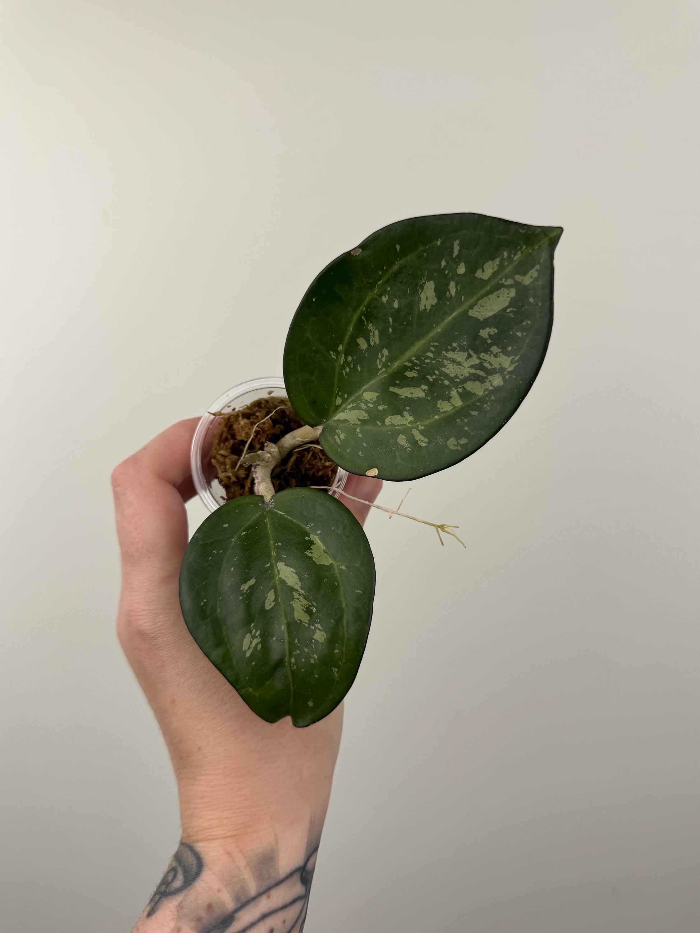 Hoya Icensis 023 - Etsy
