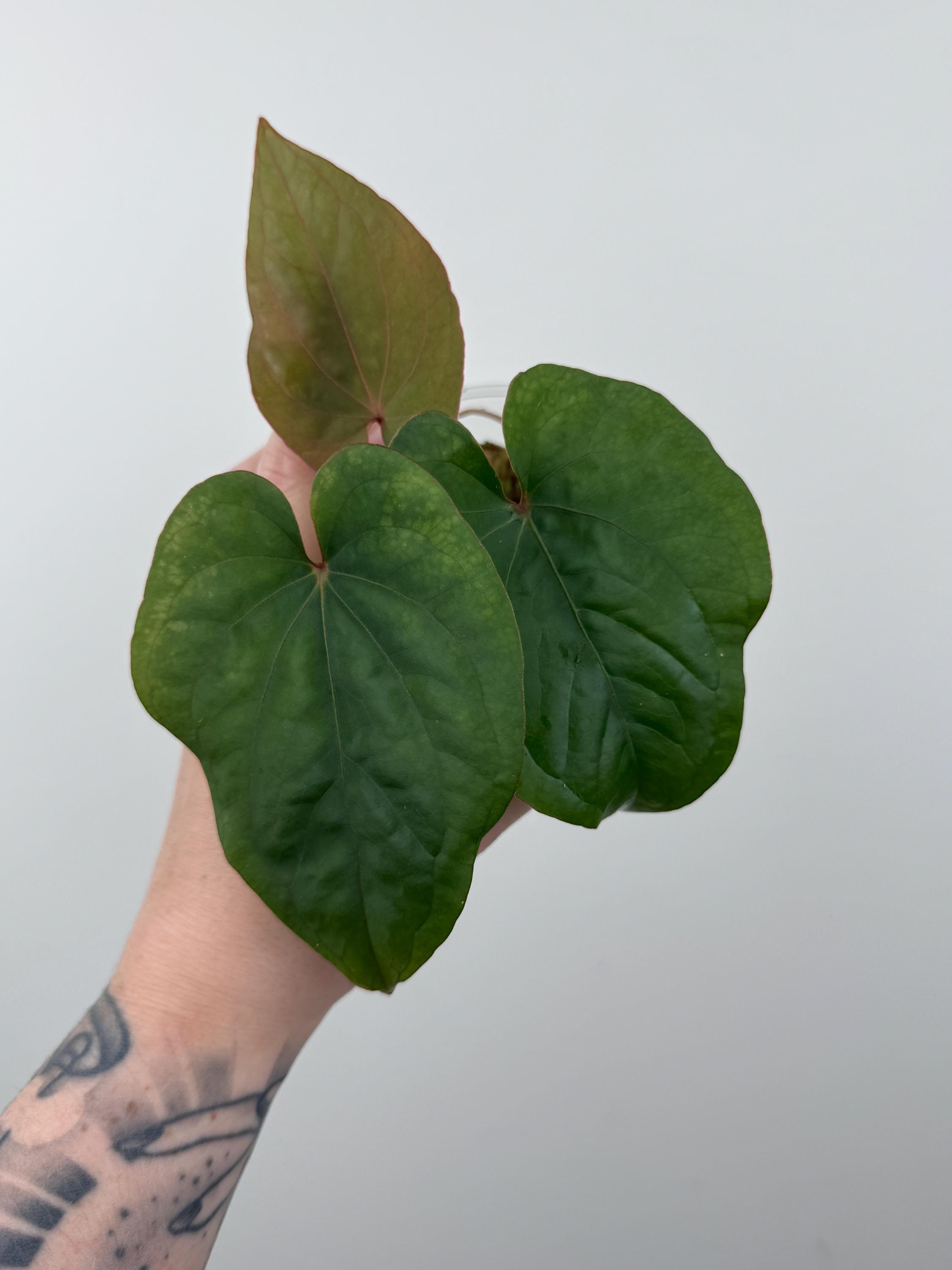 Anthurium Kunayalense - Etsy