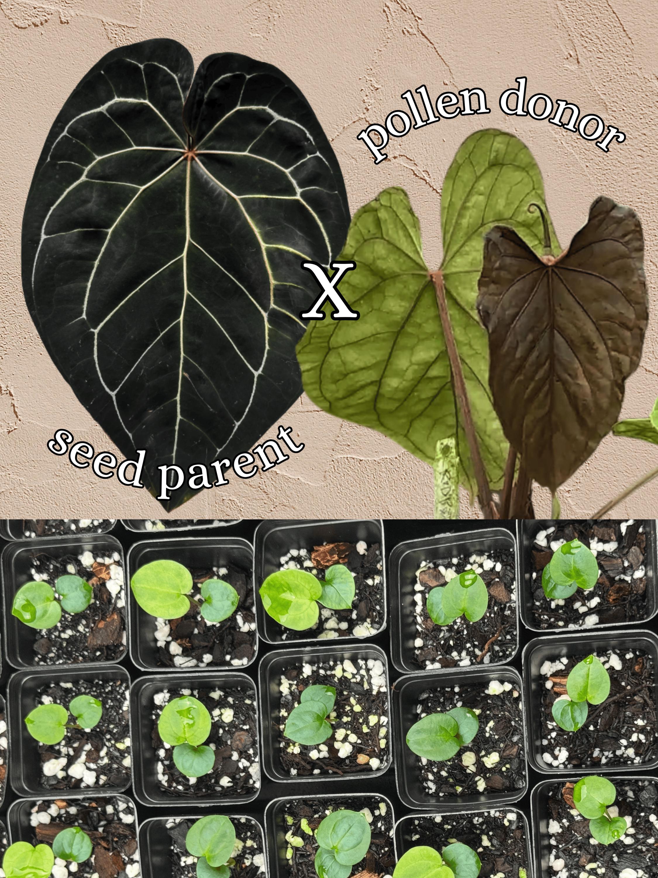 Anthurium Kunayalense - Etsy