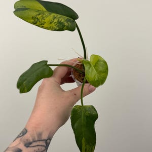 red green succulent Paddle Plant
