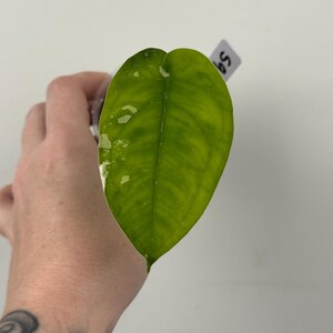 May include: A single heart-shaped plant leaf with a vibrant lime green and dark green mottled pattern, featuring small white variegation spots along the left edge. A small white plant tag with the handwritten text 59 is visible behind the leaf.