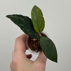 May include: A small Hoya plant with three distinct leaves in a clear plastic cup filled with sphagnum moss. The leaves are dark green with light green speckled variegation, featuring a pointed, elongated shape and visible vein patterns.