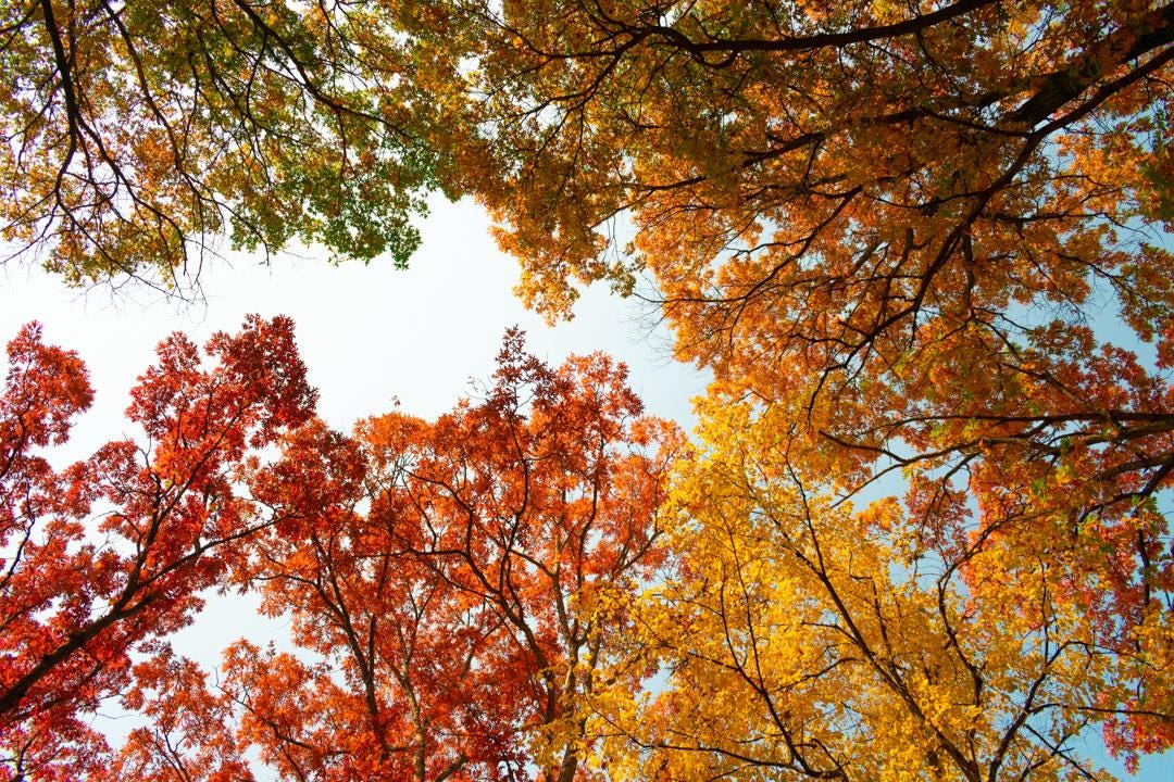 Fall Color Rainbow A Rainbow of Fall Colors, Theodore Wirth Park, Minneapolis | Wall Art ...