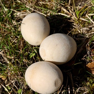 K&ouml;nnte beinhalten: Drei runde, cremefarbene Boviste liegen auf einer Unterlage aus gr&uuml;nem und braunem Gras. Die Pilze haben eine leicht strukturierte Oberfl&auml;che und werden von Sonnenlicht beleuchtet. Die Szene ist nat&uuml;rlich und erdig.