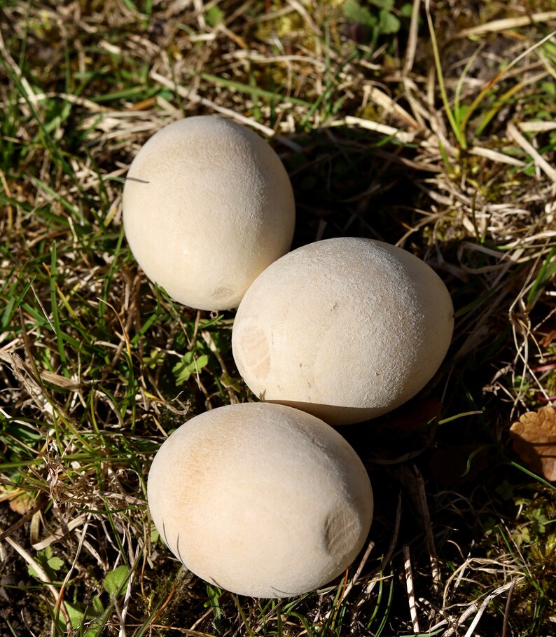 K&ouml;nnte beinhalten: Drei runde, cremefarbene Boviste liegen auf einer Unterlage aus gr&uuml;nem und braunem Gras. Die Pilze haben eine leicht strukturierte Oberfl&auml;che und werden von Sonnenlicht beleuchtet. Die Szene ist nat&uuml;rlich und erdig.