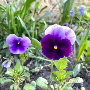 K&ouml;nnte beinhalten: Nahaufnahme von violetten und purpurfarbenen Stiefm&uuml;tterchen mit gelben Zentren, vor dem Hintergrund von gr&uuml;nem Laub und einer Steinmauer. Die Stiefm&uuml;tterchen bl&uuml;hen in voller Pracht und zeigen ihre geschichteten Bl&uuml;tenbl&auml;tter. Nat&uuml;rliche Blumenanordnung im Freien.