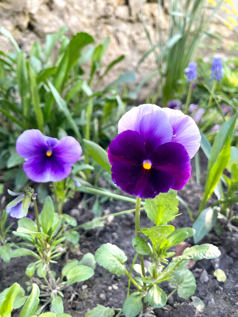 K&ouml;nnte beinhalten: Nahaufnahme von violetten und purpurfarbenen Stiefm&uuml;tterchen mit gelben Zentren, vor dem Hintergrund von gr&uuml;nem Laub und einer Steinmauer. Die Stiefm&uuml;tterchen bl&uuml;hen in voller Pracht und zeigen ihre geschichteten Bl&uuml;tenbl&auml;tter. Nat&uuml;rliche Blumenanordnung im Freien.