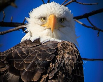 Eagle Eyes -  Photo - Digital Download - Color - Bald Eagle Stare