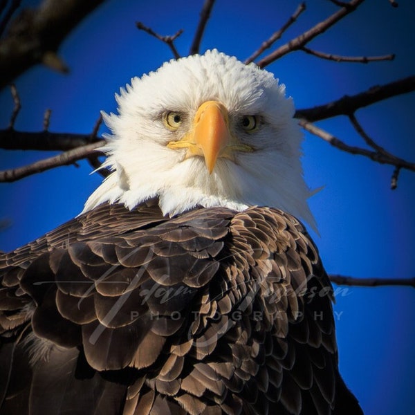 Eagle Eyes -  Photo - Digital Download - Color - Bald Eagle Stare