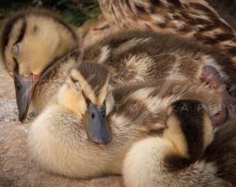 Sleeping Ducklings - Color Photo - Digital Download