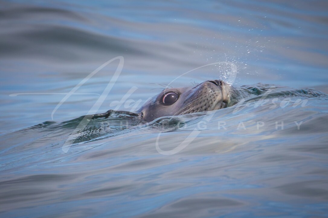 Seal Blow - Color - Digital Photo - Seal surfacing