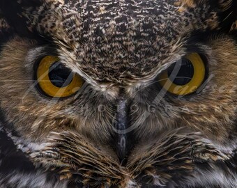 Eyes of the Great Horned Owl