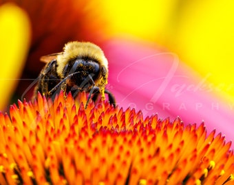 Bee Collecting Pollen - Flower - Digital Print - Color