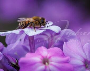 Bee Collecting Pollen - Purple Flowers - Digital Photo - Color