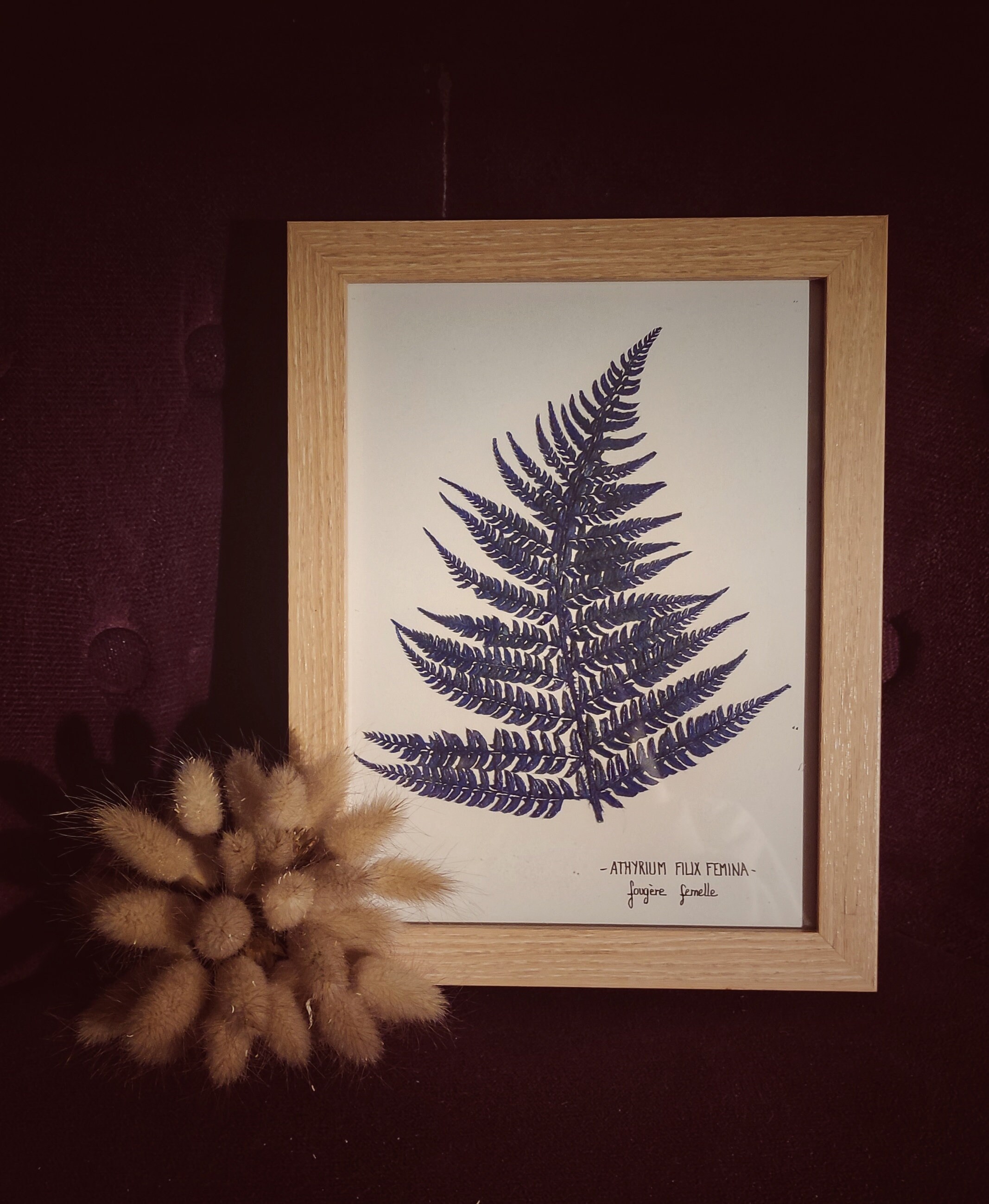 Herbier Fougère Bleue
