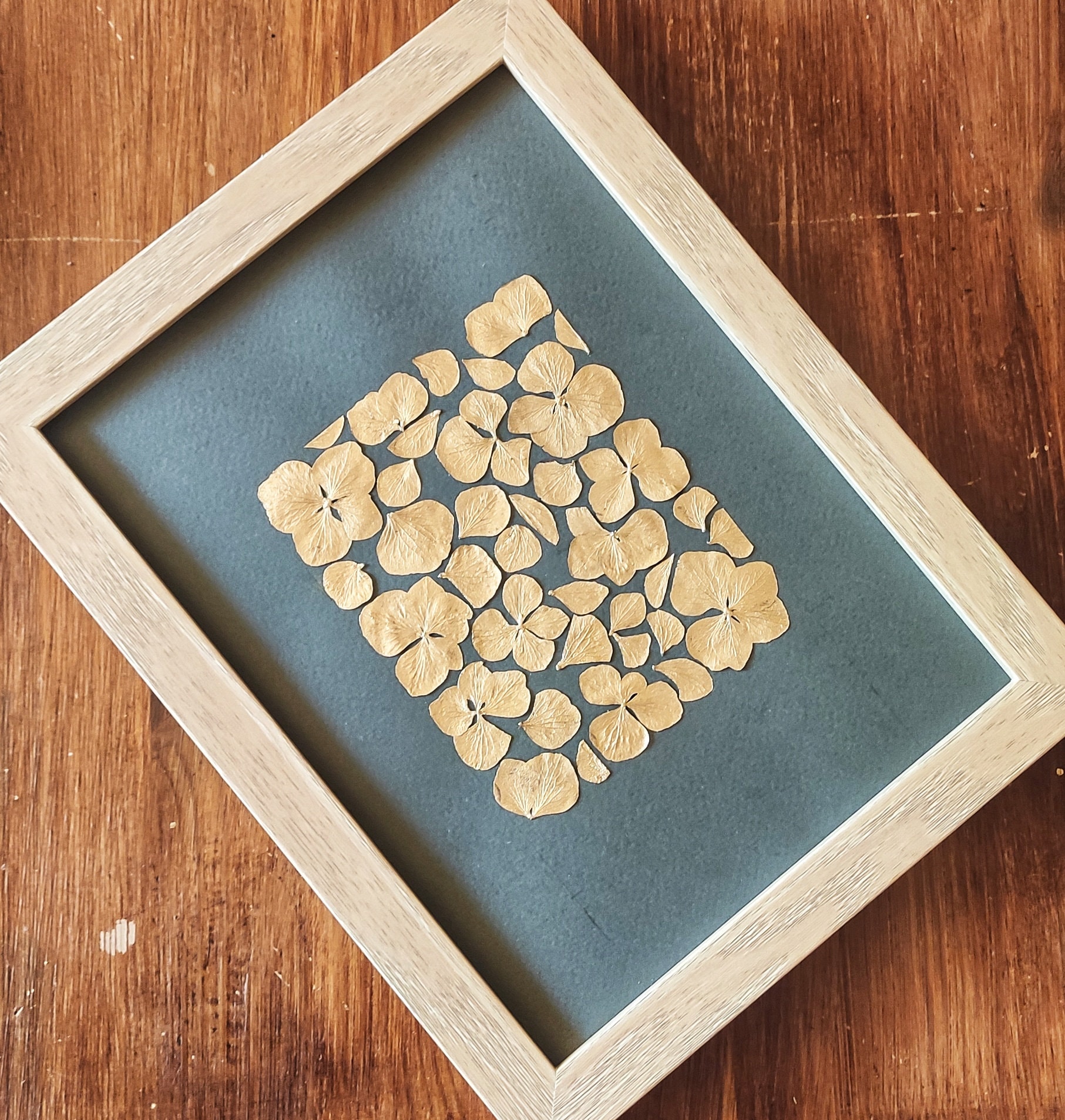 Herbier Hortensia d'or