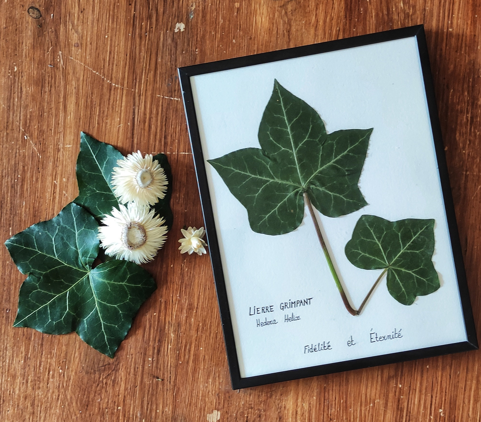 Herbier Lierre Fidèle