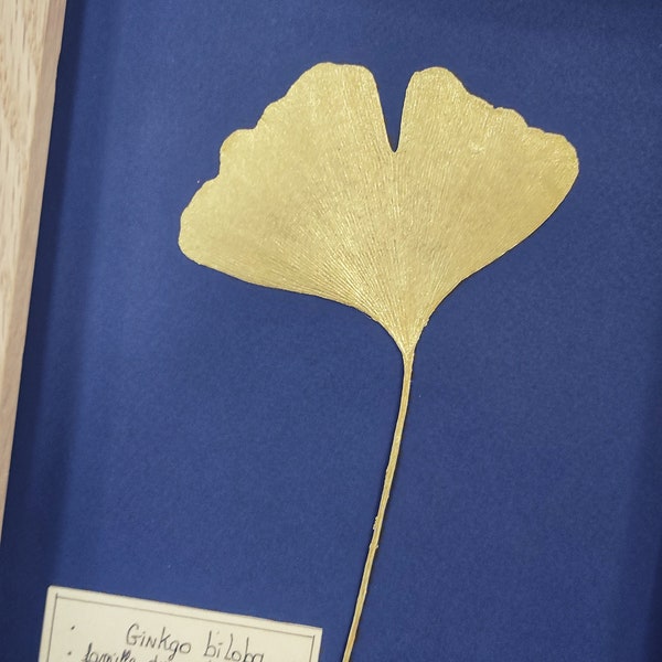 Feuille de Ginkgo doré