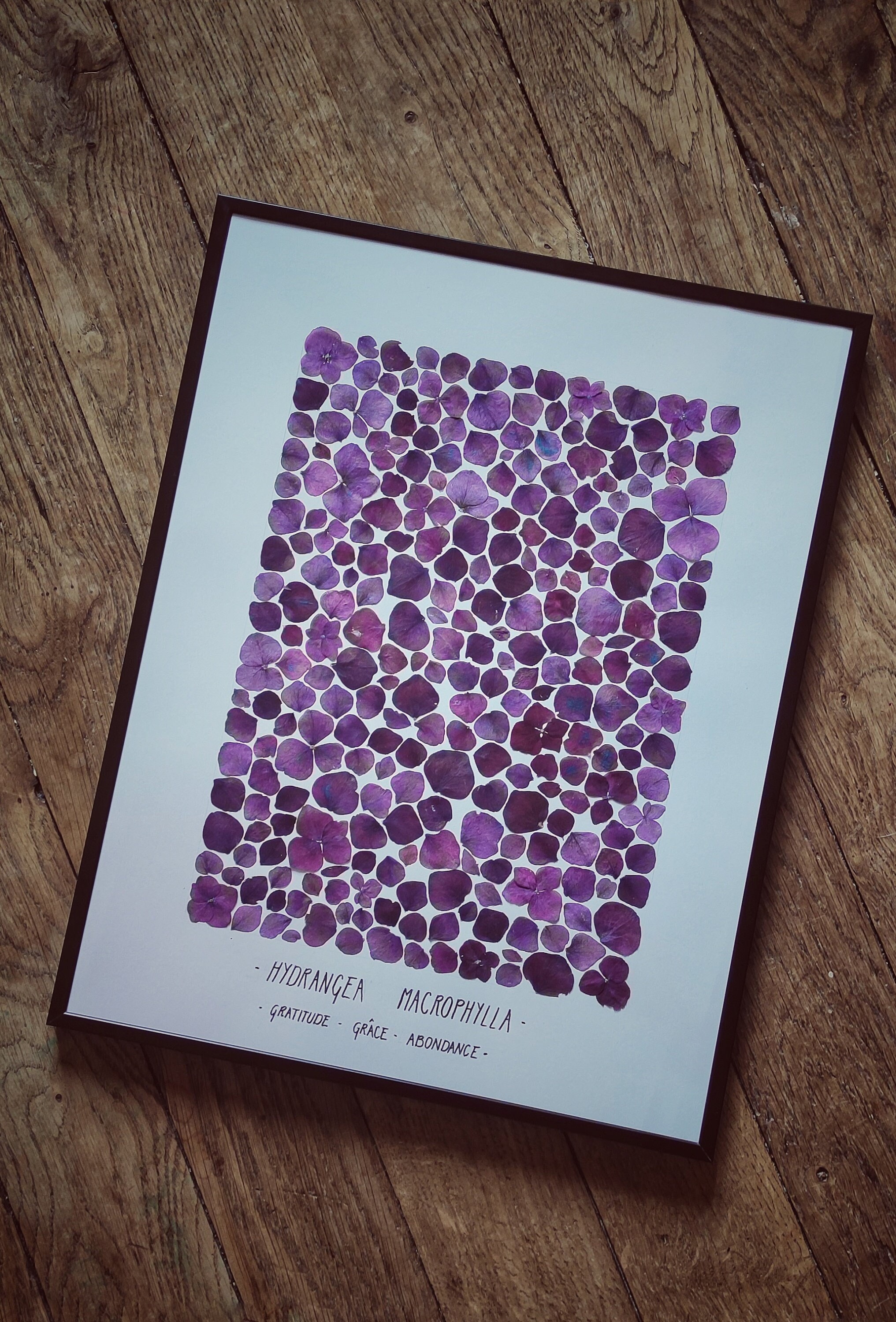 Herbier Hortensia Violine