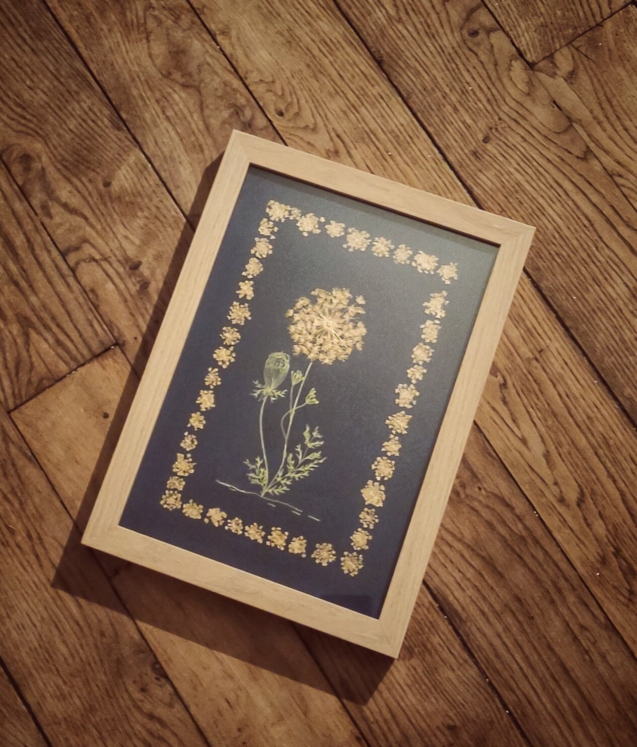 Herbier Daucus Carota Dorée