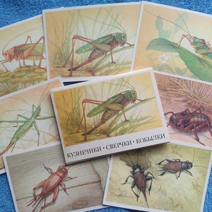 May include: Set of eight illustrated cards featuring various types of insects, including grasshoppers, crickets, and katydids. The cards are printed with a light yellow background and feature detailed illustrations of the insects in their natural habitat.