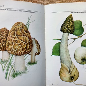 Desenhos de livros botânicos RAROS Livro de cogumelos vintage colorido 70 fotos ilustrações História Impressões ilustradas incríveis Impressão de arte botânica