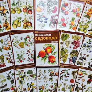 Conjunto de 15 cartões postais botânicos Desenhos Jardineiro de jardim Ilustrações florais russas História Incrível Botânica plantas ilustradas impressões fotos