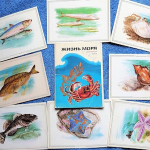 Conjunto de 16 cartões postais náuticos vintage Vida do mar 1986 com desenhos de conchas, mexilhões, ostras, peixes, estrelas do mar marinhas antigas, caranguejos, águas-vivas