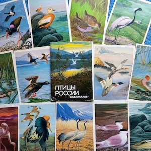 Conjunto de 16 cartões postais vintage da URSS, pássaros, desenhos animados, impressão animal, arte, natureza, fauna, velho, em branco, floresta, biologia, amantes, naturalista, faisão, pintura