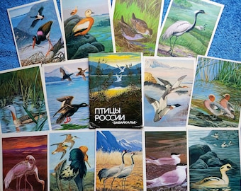 Set 16 Vintage Postcards Ussr Birds. cartoons Animal print Art nature fauna old blank Forest biology lovers naturalist pheasant painting