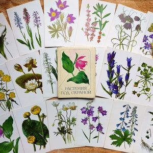 Antigos 27 cartões postais botânicos Desenhos plantas medicinais URSS ilustrações florais História Flores incríveis impressões ilustradas Imagens de botânica