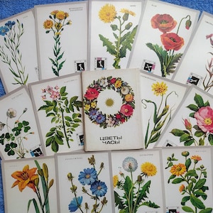 SELTENEs Set 16 Vintage Postkarten Geschichte der Blumen Uhr Pflanzen. Erstaunliche Botanische Beschreibungen Lehrinformationen