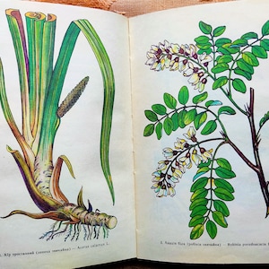 RARE Libro botanico Disegni di piante medicinali 117 ILLUSTRAZIONI FLOREALI URSS Storia Amazing Fiori stampe illustrate Botanica immagini