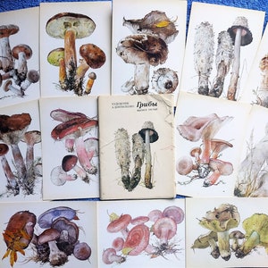 Juego de 16 postales ilustradas de hongos comestibles vintage URSS, juego de impresión botánica Hongos rusos pintura tarjetas de arte Boletus Dibujos NOS