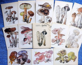 Set of 16 vintage edible mushroom illustrated postcards USSR, botanical print set Russian Mushrooms painting art cards Boletus Drawings NOS