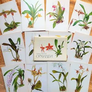Conjunto de 12 postales botánicas Dibujos Orquídea Flor Rusa ilustraciones florales Historia Increíble Botánica plantas ilustradas impresiones imágenes