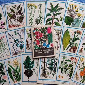 RARE Set 25 Cartoline Vintage Piante medicinali erbe. Incredibili fiori botanici illustrati Descrizioni Informazioni educative giardiniere