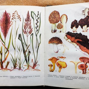 RARE Livre botanique Dessins plantes médicinales Champignon 50 illustrations florales Histoire Fleurs étonnantes imprimés illustrés Botanique photos