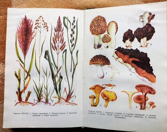 RARE Botanical book Drawings medicinal plants Mushroom 50 floral illustrations History Amazing Flowers illustrated prints Botany pictures