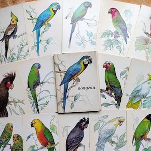 Conjunto de 16 cartões postais vintage 1981 Amazing Birds Parrots parrot. Desenhos conto de fadas Folk art impressão aventura soviético diário suprimentos floresta