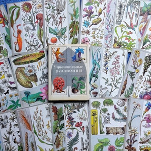 RARE Set 32 Postales Vintage Plantas medicinales hierbas. Increíbles Flores Botánicas ilustradas Descripciones Información Educativa jardinero