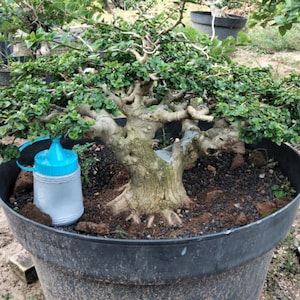 Real Pict Premna Microphylla Bonsai – Classic Style, 26 inch Spread 058