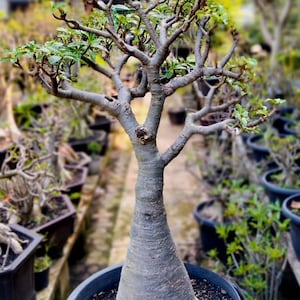 REAL PICT Giant Adenium Socotranum Bonsai – 1 Meter / 40 inch Desert Rose