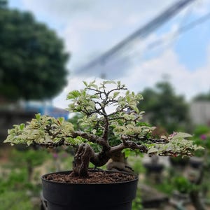jasmine bonsai Orange Jasmine