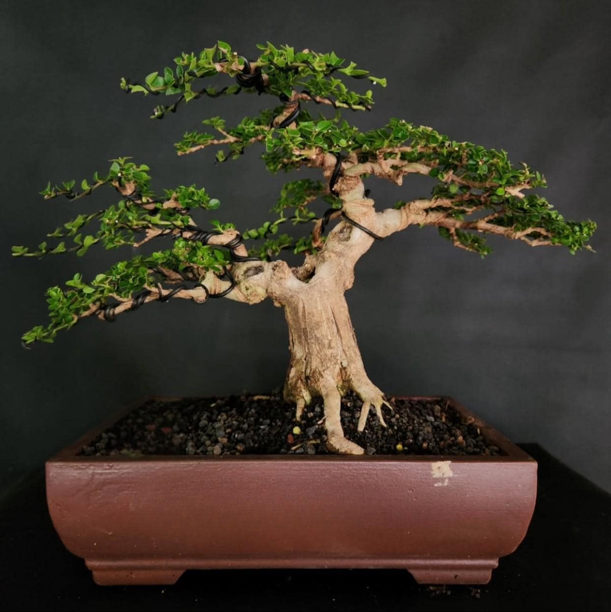 井*誠様 小品盆栽 真柏 文人木 H104452487オンライン