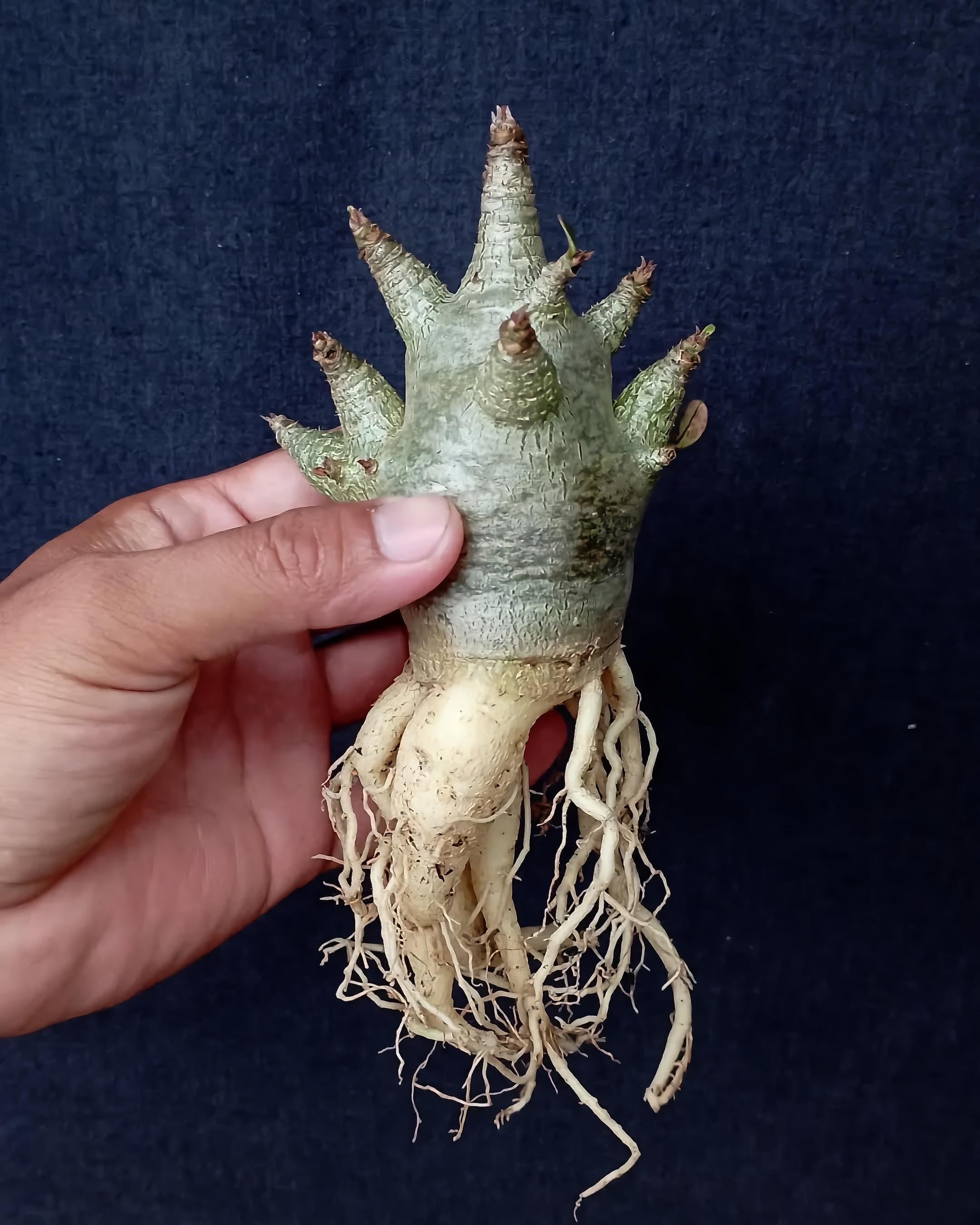 アデニウムアラビカム - Etsy 日本